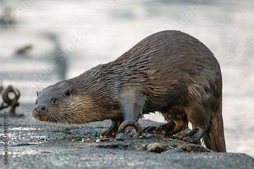 Eurasian Otter (Lutra lutra)
