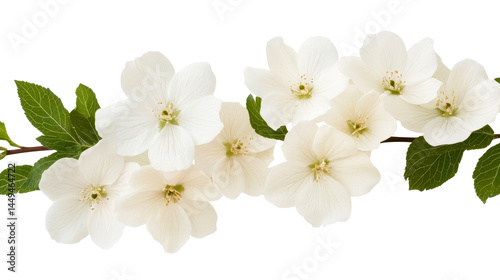 Mock Orange Blossoms and Green Leaves, Cut Out Transparent photo