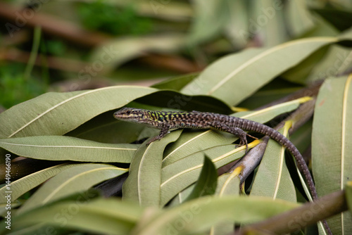 The Italian lizard can easily get lost in the foliage.