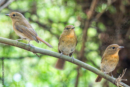 Robin perched on a branch