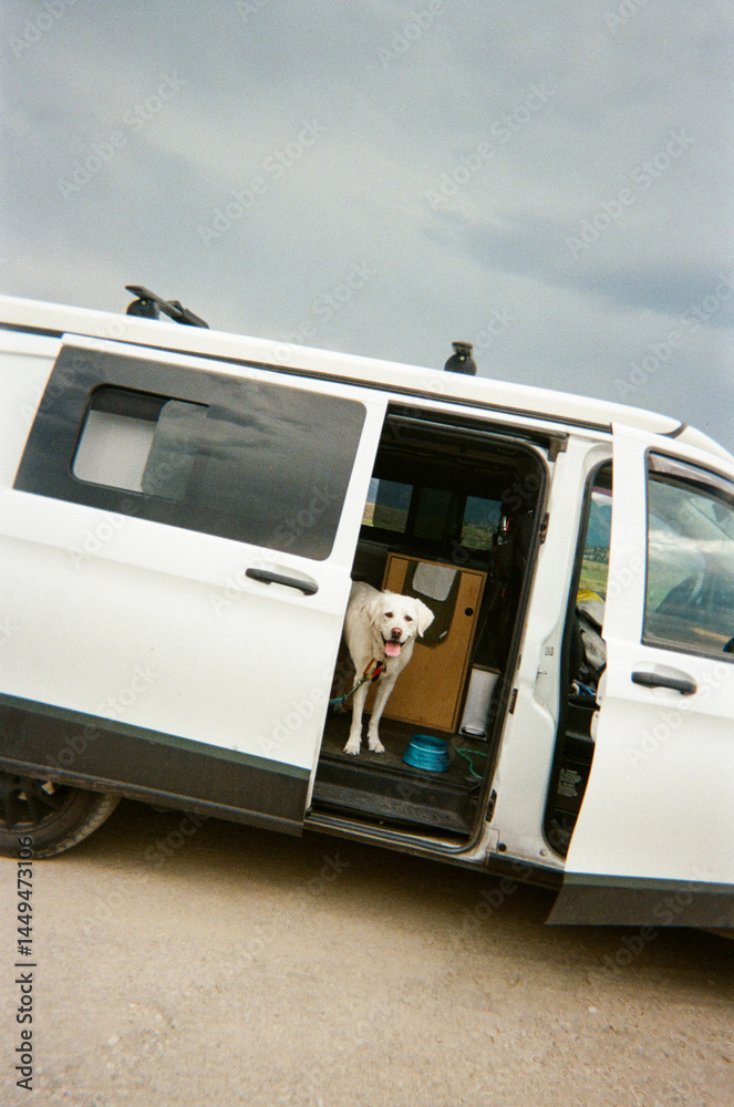 Dog in campervan Dog in campervan