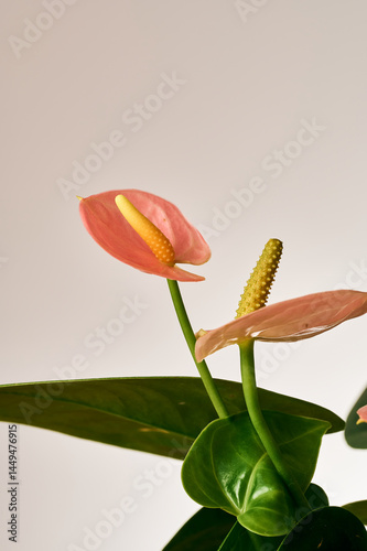 anthurium flowers