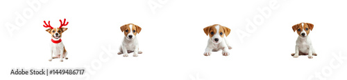 Four jack russell puppies sitting in various poses. cut out transparent
