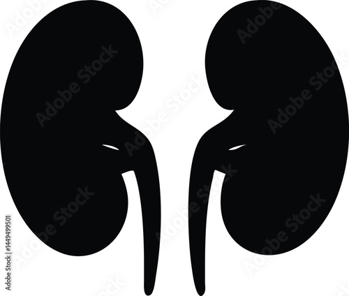Black human kidneys face each other on a white isolated backdrop for educational purposes