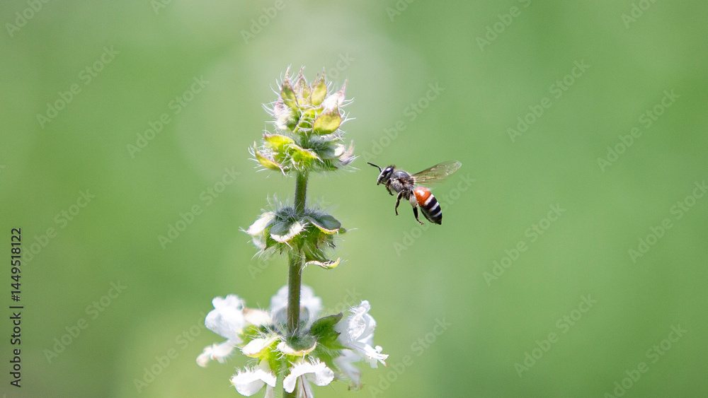 bee fly on a flower in garden bee fly on a flower in garden