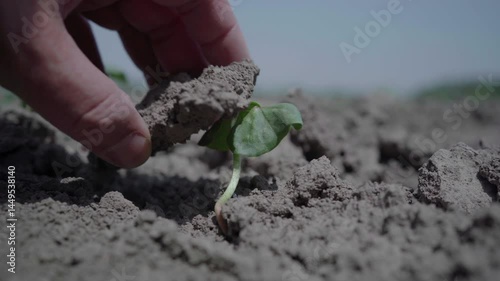 Cotton seedlings germinate on hard, dry soil. The agronomist removes the crust of the soil to help the sprout develop.
