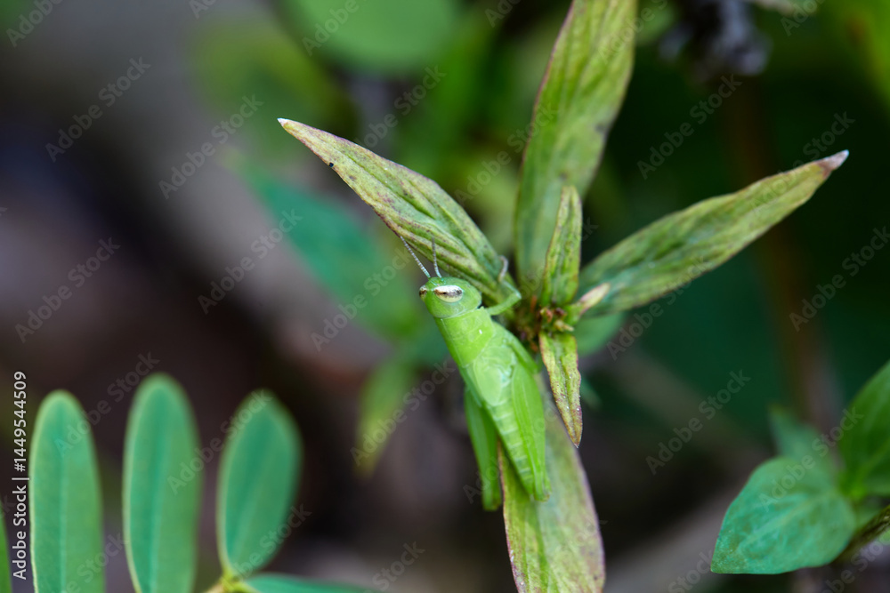 Close-up view of grasshopper on green leaves Close-up view of grasshopper on green leaves