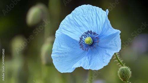 Closeup View of a Stunning Blue Poppy Blossom; Exquisite Details and Vibrant Colors in Nature's Embrace