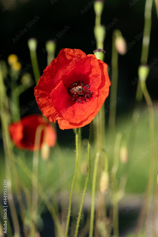 Obraz premium Coquelicot rouge ouvert