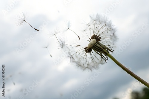 Dandelion seeds blowing in the wind