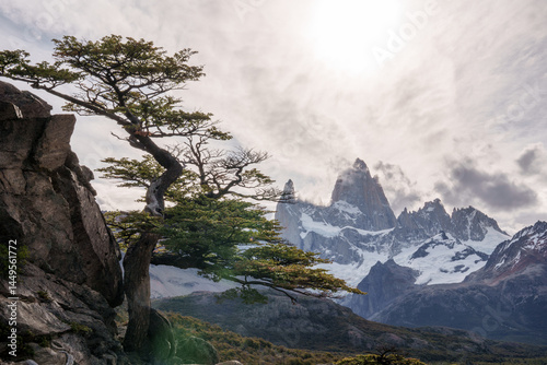 Mountain and Tree View