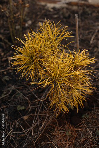 yellow fir bush