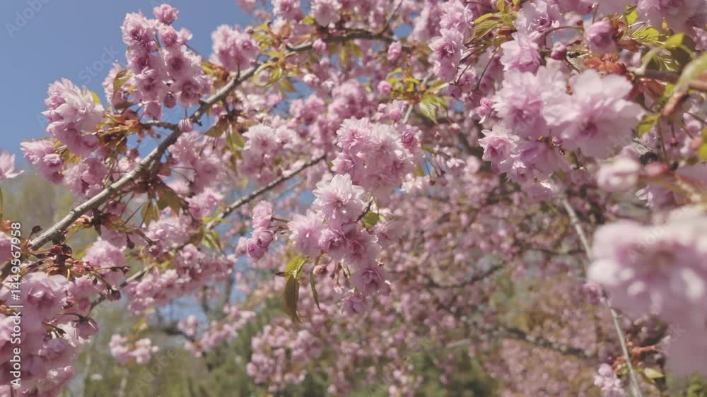 View from below of pink flowers on Japanese cherry tree, Prunus serrulata on blue sky background, camera moving around branch, close-up View from below of pink flowers on Japanese cherry tree, Prunus serrulata on blue sky background, camera moving around branch, close-up