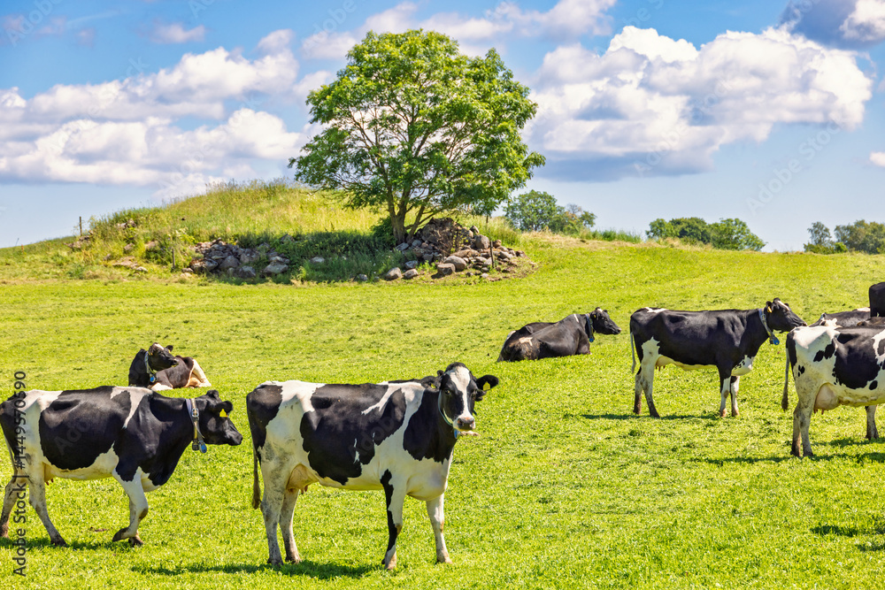 Dairy cows on a meadow in a sunny rural landscape Dairy cows on a meadow in a sunny rural landscape