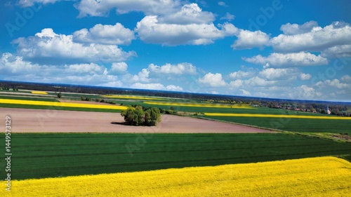 rape seed field