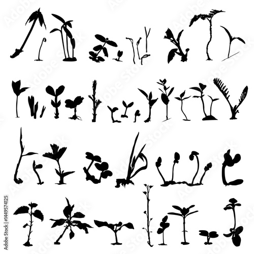Vector illustrations of Set of silhouettes of Sprout plants at different stages
