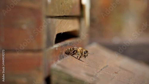 Bees at the entrance to their hive. Some come out of the hive and start their flight, while others return to their bee colony from their flight.