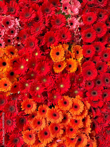 red gerbera's