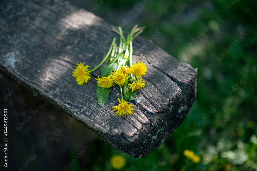 Pattern of fresh yellow spring flowers and fluffy dandelions on wooden surface