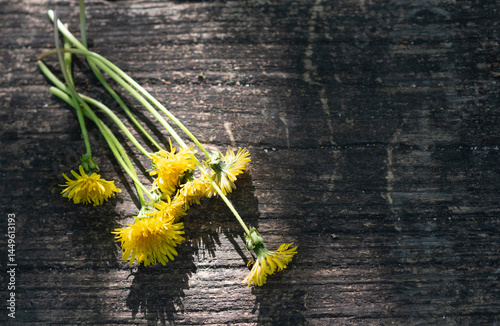 Obraz na płótnie Pattern of fresh yellow spring flowers and fluffy dandelions on wooden surface w salonie