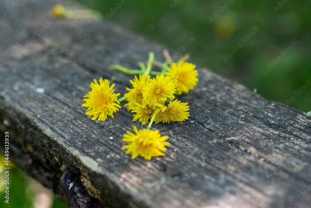 Pattern of fresh yellow spring flowers and fluffy dandelions on wooden surface