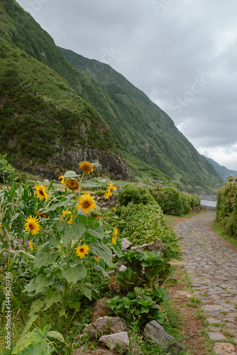 Sunflowers Along Stone Path