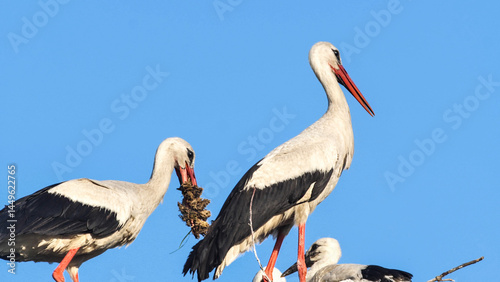 Adult storks deliver food to their chicks.
In search of food, they fly to swamps and fields.
