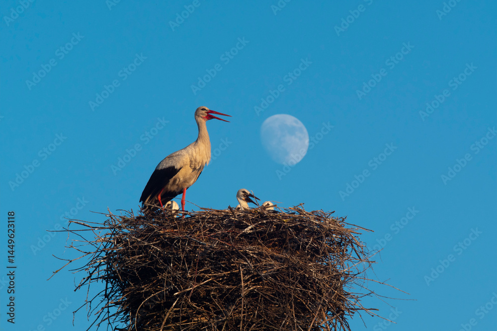 Fototapeta premium Family of white storks and the Moon.