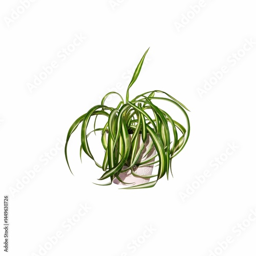 The plant chlorophytum comosum Bonnie