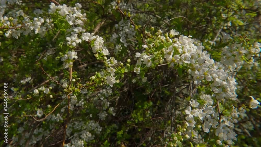 Camera moves around a bush with white flowers, buds and foliage of the blooming Meadowsweet Spiraea shrub, close-up Camera moves around a bush with white flowers, buds and foliage of the blooming Meadowsweet Spiraea shrub, close-up