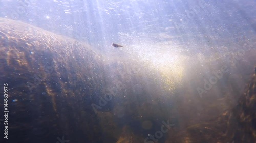 fish and water bubble in a flowing stream through rock 