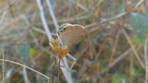 Euchrysops cnejus, the blue gram, is a small butterfly belonging to the lycaenid or blues family. Macro footage of insects in nature. photo