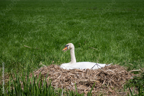 mute swan, Cygnus olor, in nest incubating clutch of eggs during spring breeding season