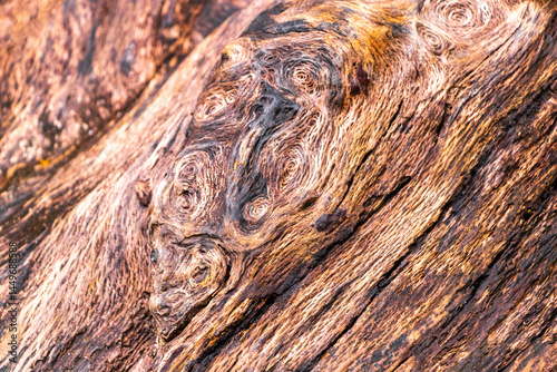 Fototapeta Naklejka Na Ścianę i Meble -  Tropical Tree Wood Bark with Round Patterns Texture in Thailand.