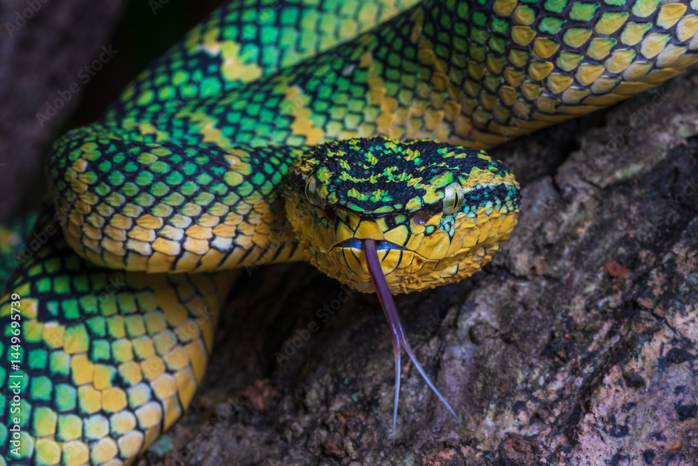 Fototapeta premium Wagler pit viper on a tree branch
