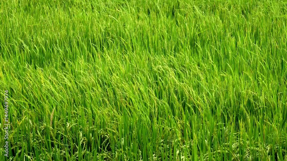 Video 4K Resolution of Green rice fields with sun flare in the rice are growing swaying Video 4K Resolution of Green rice fields with sun flare in the rice are growing swaying