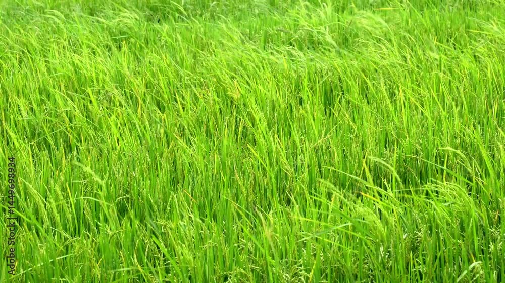 Video 4K Resolution of Green rice fields with sun flare in the rice are growing swaying Video 4K Resolution of Green rice fields with sun flare in the rice are growing swaying