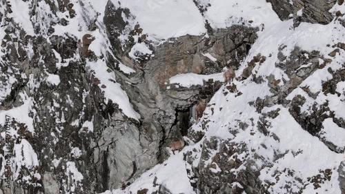 Wallpaper Mural Stunning drone shot of Alpine ibex scaling snowy cliffs in Graubünden, Switzerland. A raw look at wildlife in harsh alpine terrain, perfect for nature, travel, or conservation themes. Torontodigital.ca