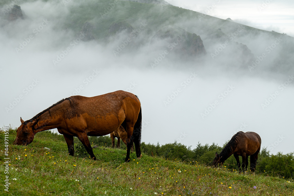 Obraz premium Horses Grazing Peacefully on a Misty Mountain Field on a cloudy day
