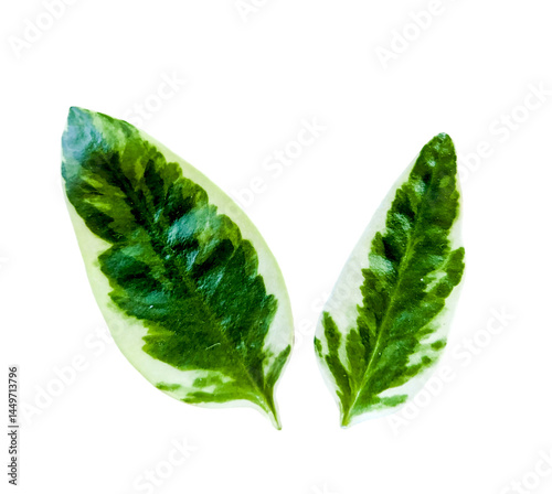 green leaf isolated on white
