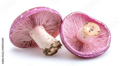 Two fresh wood blewit mushrooms with pink gills on a white backdrop