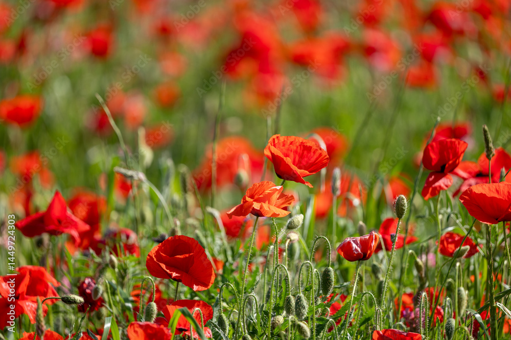 Obraz premium field of poppies