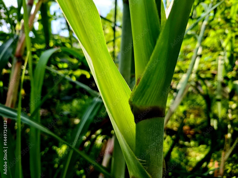 Fototapeta premium Young and fertile sugar cane leaf stalks