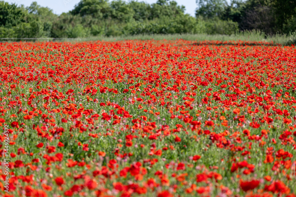 field of red poppies field of red poppies