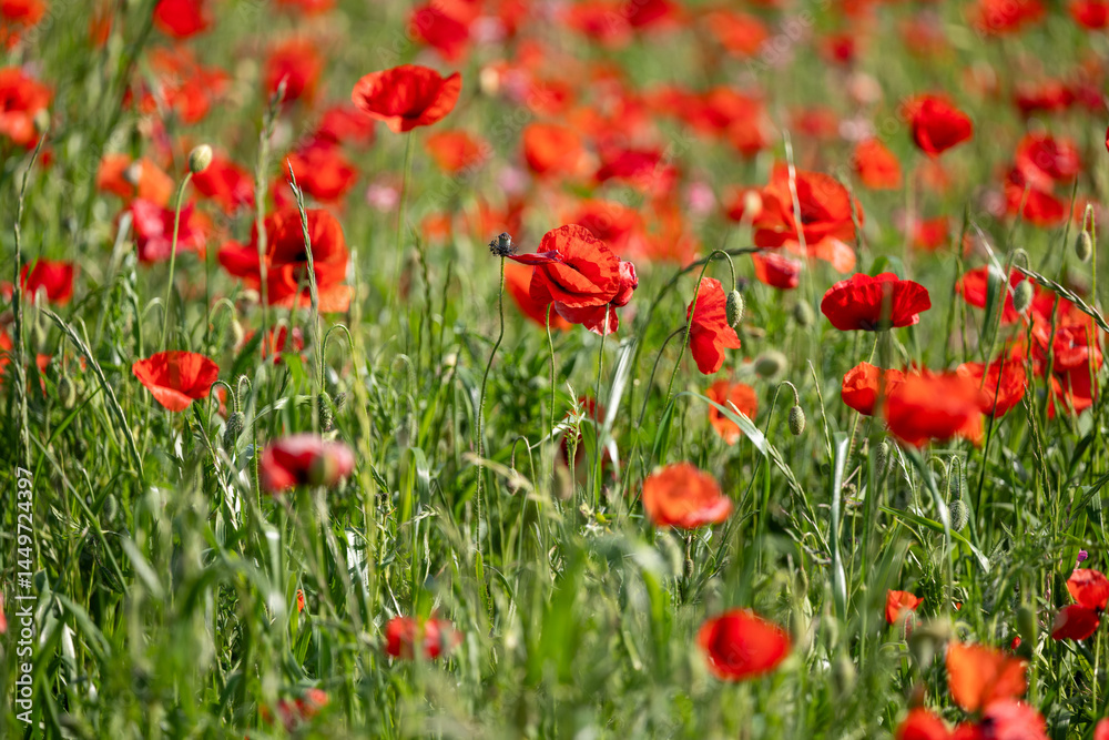 field of red poppies field of red poppies