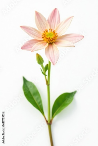 Small, delicate flower in full bloom on white background, isolated, plant