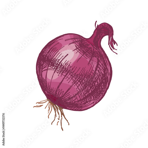 Hand drawn vintage colored sketch of whole onion vegetable with sprout in rustic engraving style