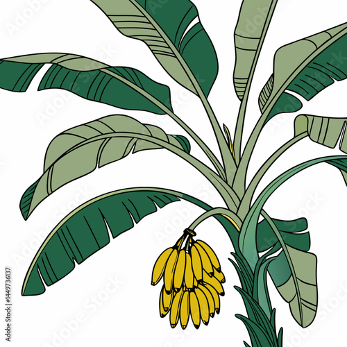 A vector illustration shows a banana tree branch laden with the healthy fruit, a design element from the tropical plant's nature