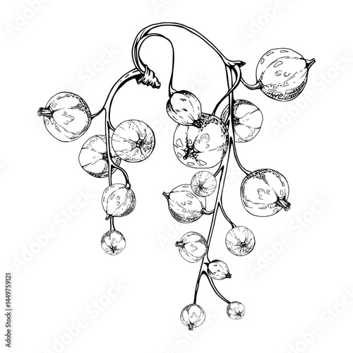 Currant gooseberry raceme bunch cluster stalk, glossy juicy ripe garden berry casseille jostaberry juneberry. Isolated botanical illustration, vector ink hand drawn. Food packaging, culinary branding