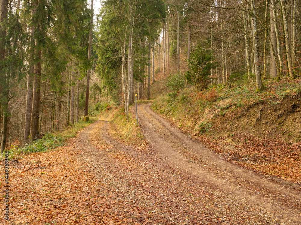 Naklejka premium Cantone St.Gallen, Switzerland - January 1st 2024: Junction of two dirt roads in an autumnal forest.